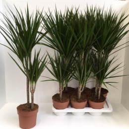 Dracaena Marginata 1 Stam (Драцена Маргината) В11