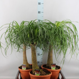 Nolina Recht (beaucarnea) (Нолина Рехт) В14