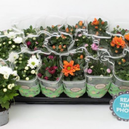Chrysanthemum mix (Хризантема Микс) В12