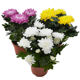 Chrysantemum Zembla Mix (Хризантема Зембла Микс) В13