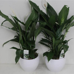Spathiphyllum (Спатифиллиум) В17