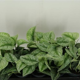 Scindapsus Pictus (Скиндапсус Пиктус)