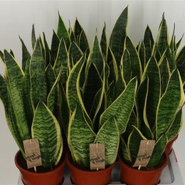 Sansevieria Futura Superb (Сансевирия Футура Суперб) В12
