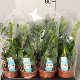 Zamioculcas 4+ (Замиокулькас 4+) В12