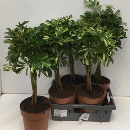 Schefflera Ar Gold Capella (Шеффлера Голд Капелла) В21