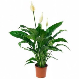 Spathiphyllum Sweet Lauretta (Спатифиллум Свит Лауретта) 21 горш.