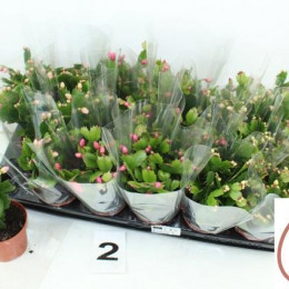 Schlumbergera Gem 2 Kl (Шлюмбергера Гем 2 кл) В9