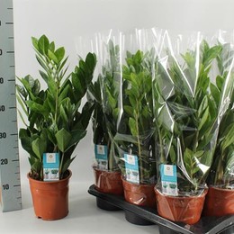 Zamioculcas Zamiifolia (Замиокулькас Замифолия) В12
