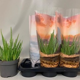 Aloe Vera (Алоэ Вера) В15