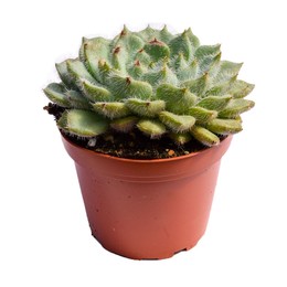 Echeveria Setosa (Echeveria Вида Setosa) В12
