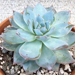 Echeveria Romantic Blue + Glitter (Echeveria Романтический Голубой + Блеск) В1001.10.1938 0:00:00