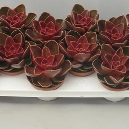 Echeveria Red Tripple (Echeveria Красный Тройной) В1001.10.1940 0:00:00