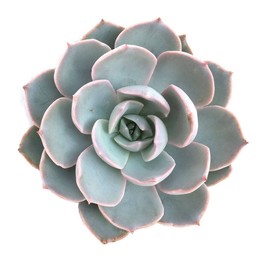 Echeveria White + Chain (Echeveria Белый + Цепь) В801.08.1969 0:00:00