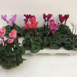 Cyclamen Super Allure Gemengd (Цикламен Супер Аллюр Gemengd) 12 горш.