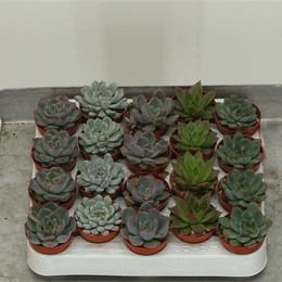 Echeveria X-mas Mix + Chain (Echeveria Рождественский микс + цепь) В1010.145
