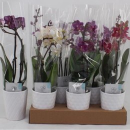 Phalaenopsis Mix 1 (Фаленопсис Микс 1 ств.) 12 горш.