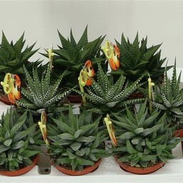 Haworthia Gemengd (Хавортия Gemengd) В12
