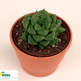 Haworthia Pentagona (Хавортия Пентагона) В12