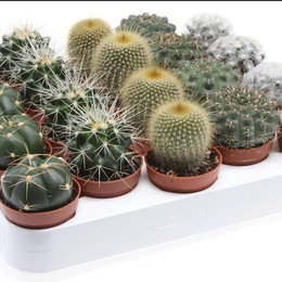 Gymnocalycium Gemengd Showdoos (Диаметр Gemengd Showdoos) В5ubink