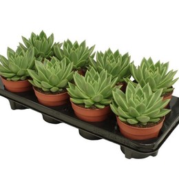 Pachyveria Scheideckerii (Pachyveria Scheideckerii) В12