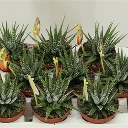 Haworthia Big Band (Хавортия Биг Бэнд) В11x15