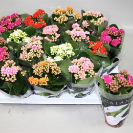 Kalanchoe Rosalina Mix (Каланхоэ Розалина Микс) В510