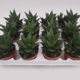 Haworthia Limifolia (Хавортия Limifolia) В12