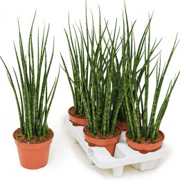 Sansevieria Fernwood Musica (Сансевиерии Фернвуд Музика) В6F