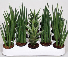Sansevieria Luxe Mix (Сансевиерии Люкс Микс) В10F