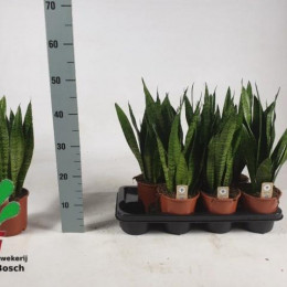 Sansevieria Zeylanica (Сансевиерия Зелансия)