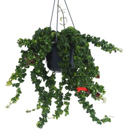 Aeshinantus Rasta (Эсхинантус Раста) В15