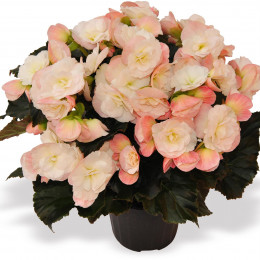 Begonia Elatior (Бегония Элатиор) D13