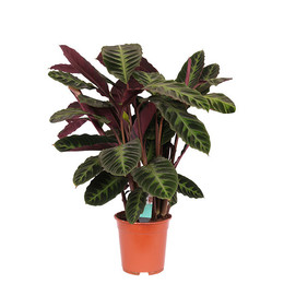 Calathea Warscewiczii (Калатея Warscewiczii) В32