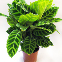 Calathea Zebrina (Калатея Зебрина) В32