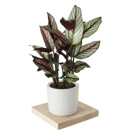 Calathea Whitestar (Калатея  Вайтстар) В32
