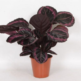 Calathea Surprisestar (Калатея Surprisestar) В14