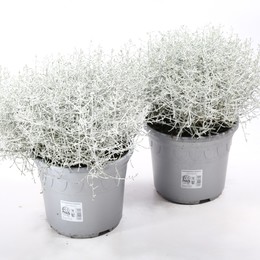 Calocephalus Brownii (Калоцефалус Брауни) В10