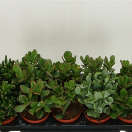 Crassula Gem (Крассула Джем) В510