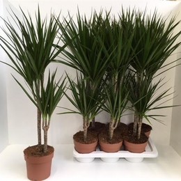 Dracaena Marginata  (Драцена Маргината ) 11 горш.