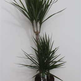 Dracaena marginata (Драцена Маргината) В160