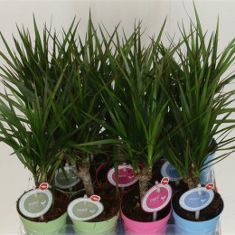 Dracena Marginata (Драцена Маргината) В17