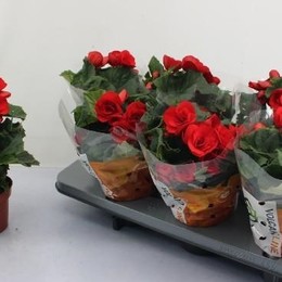 Begonia Du Baladin (Бегония Ду Баладин) В12