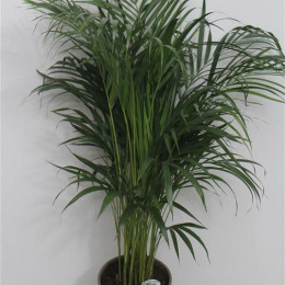 Dypsis Lutescens (Дипсис Лутесценс) В17