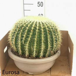 Echinocactus(Эхинокактус) 8 гор