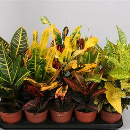 Codiaeum Gemengd (Кодиум Геменгд) 12 горш.
