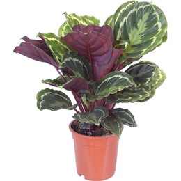 Calathea Medallion (Калатея Медальон) 19 горш.