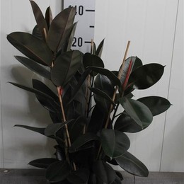Ficus El Abidjan (Фикус Эл Абиджан) В12