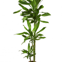 Dracena Frag Steudneri (Драцена Фраг Стеднери) В19