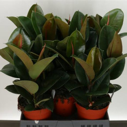Ficus elastica Robusta (Фикус Эластика Робуста) В19