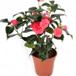 Camelia (Камелия)15 горш.
